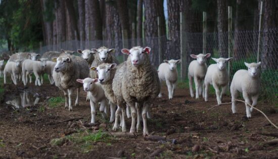 sheep-1246204_1280