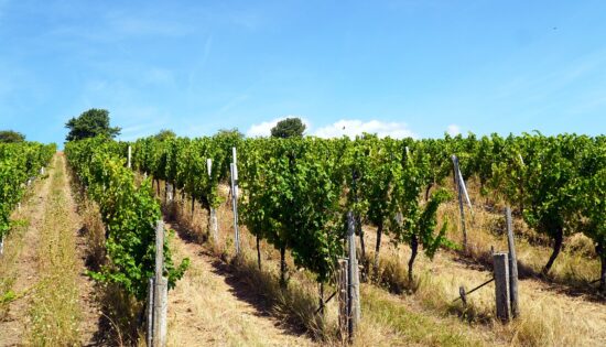 Présentation_du_Beaujolais_et_des_vins_du_Beaujolais