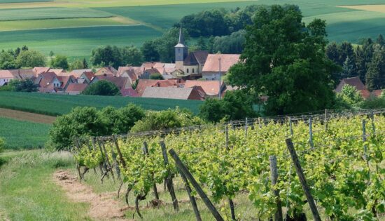 Investir_dans_de_grands_domaines_viticoles_français,_c’est_possible