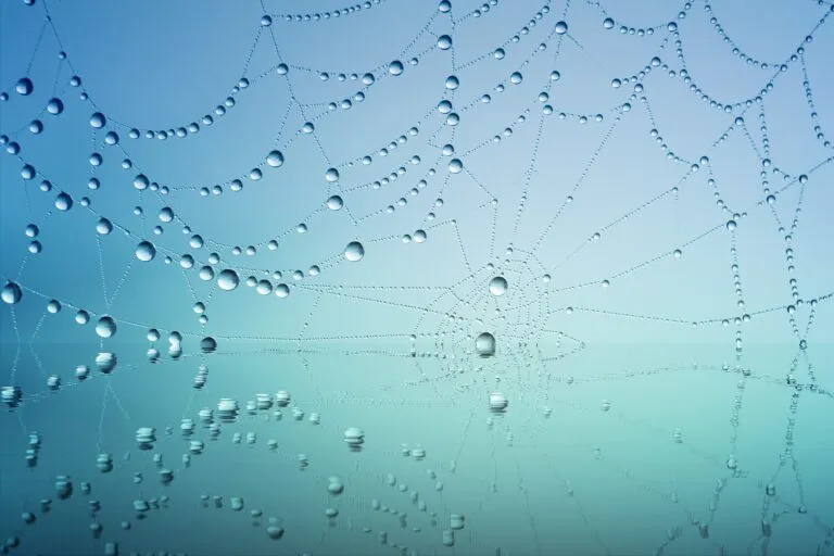 spider